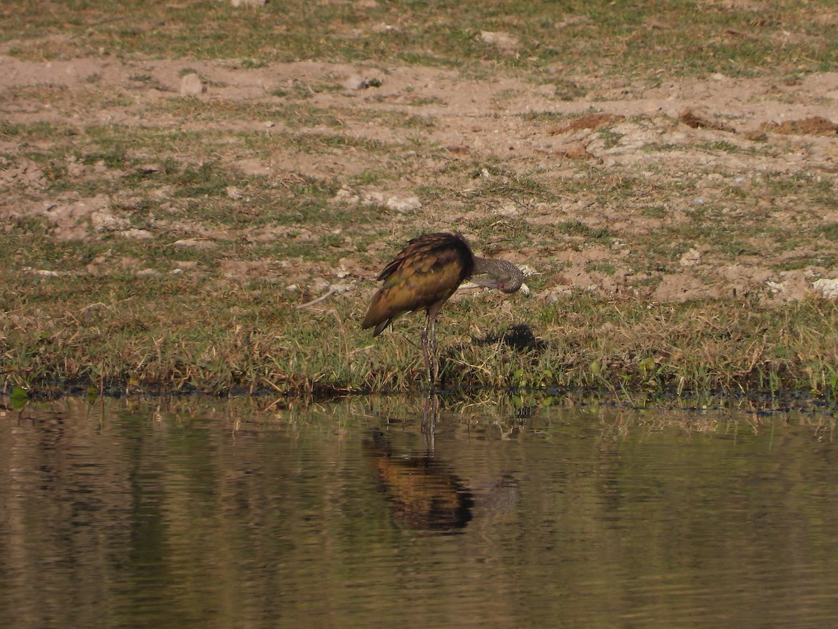 Beltzaran musuzuria - ML644887138