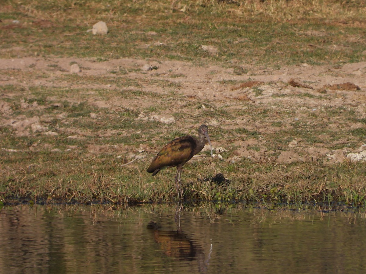 Beltzaran musuzuria - ML644887139