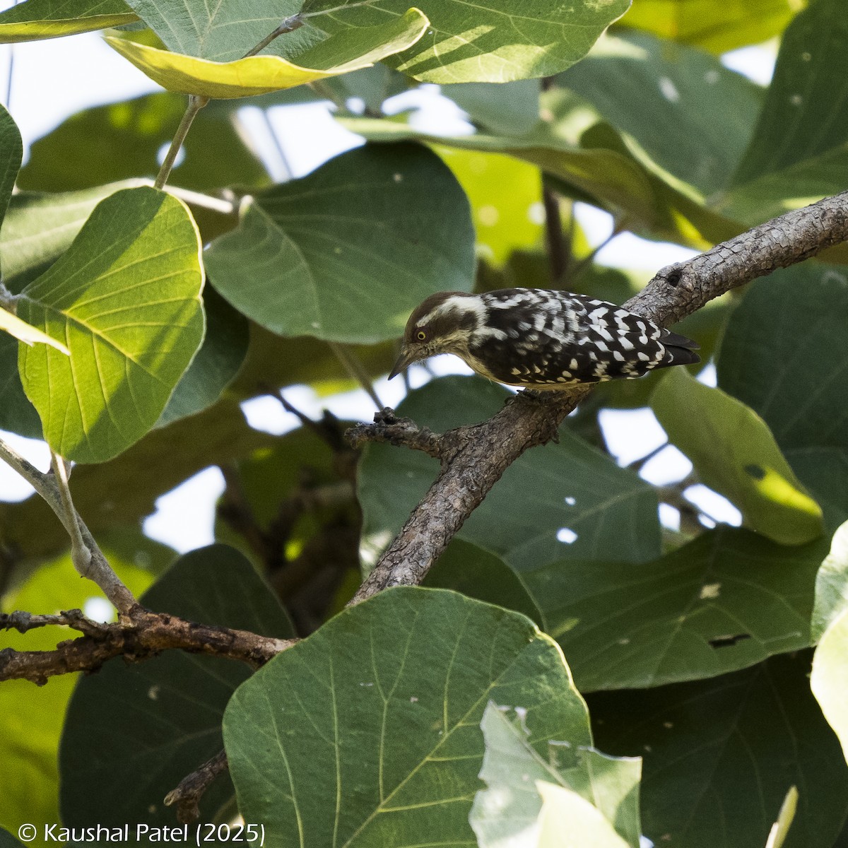 strakapoud hnědohlavý - ML644887146