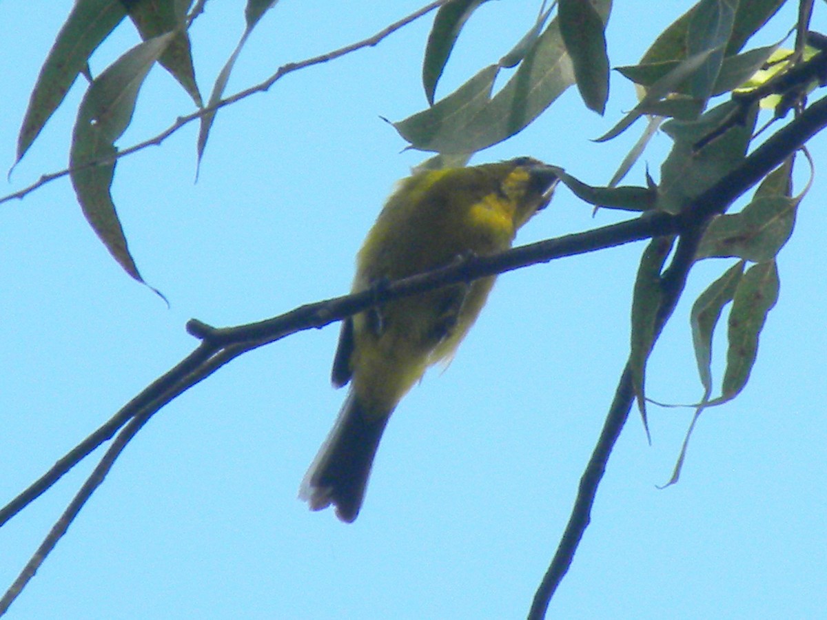 Піранга білокрила - ML644887147