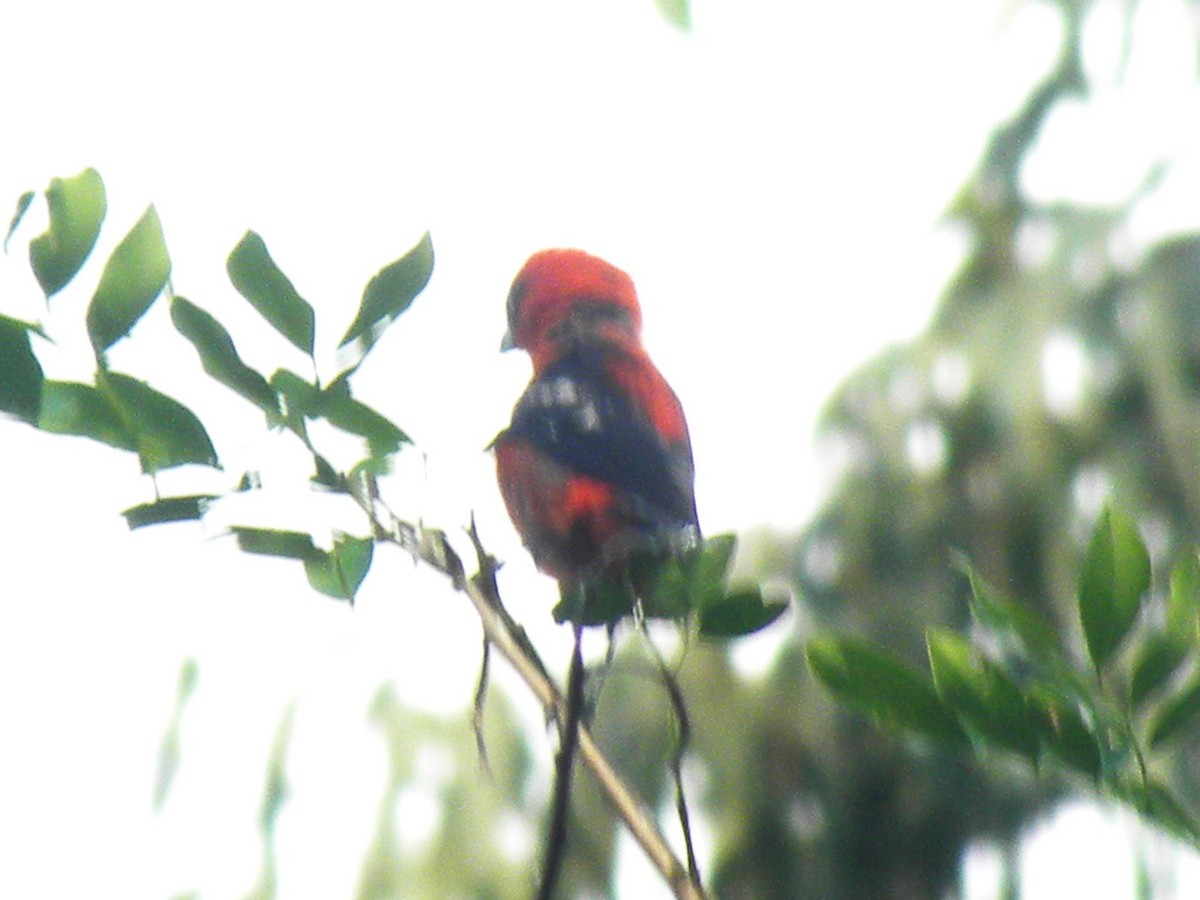 Піранга білокрила - ML644887151