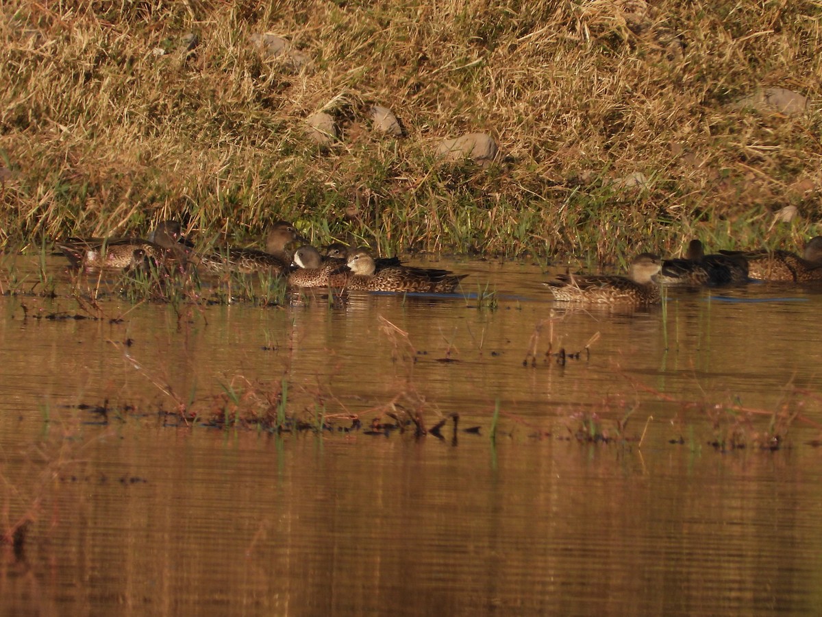 Zertzeta hegalurdina - ML644887155