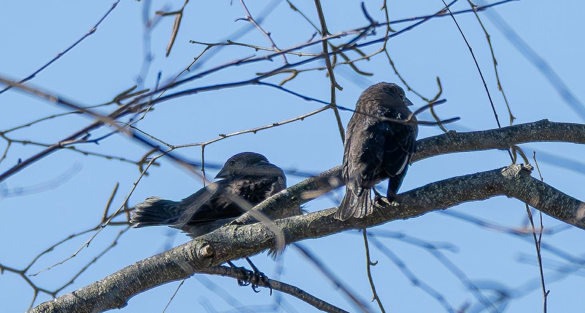 Коровий трупиал, буроголовый желтушник - ML644887157