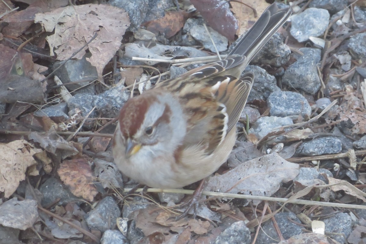 American Tree Sparrow - ML644887159