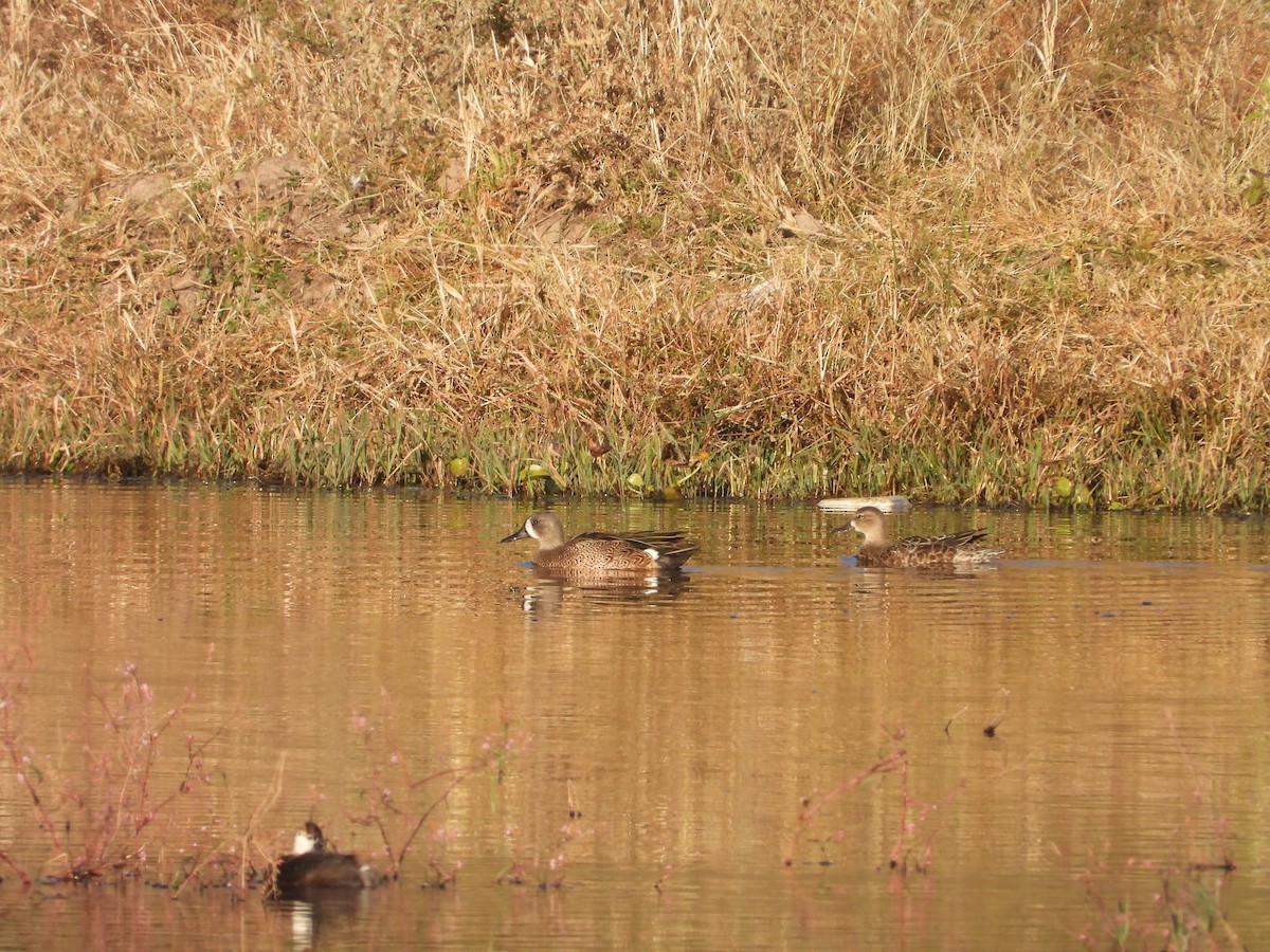 Zertzeta hegalurdina - ML644887166