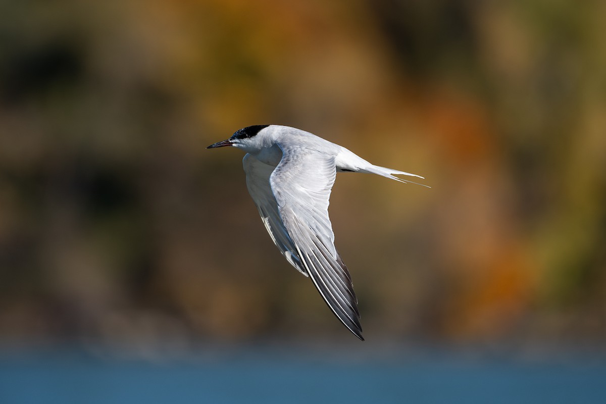 rybák obecný - ML644887170