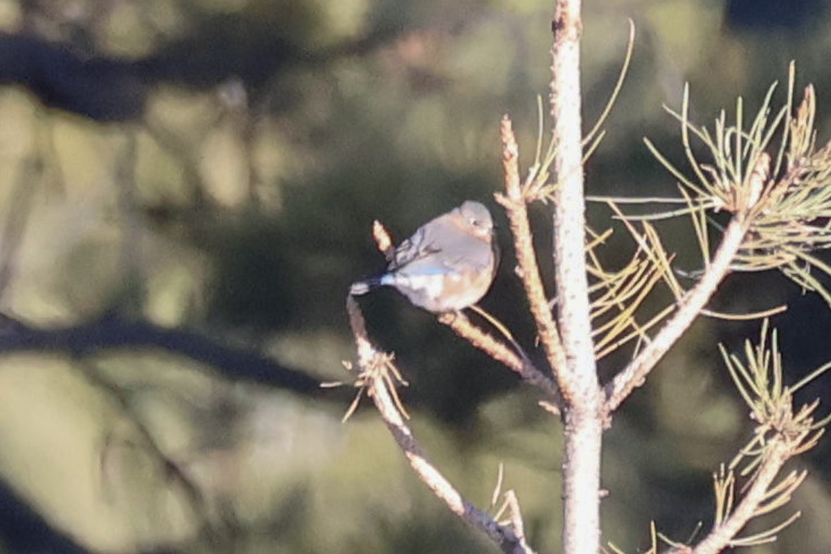 Eastern Bluebird - ML644887195