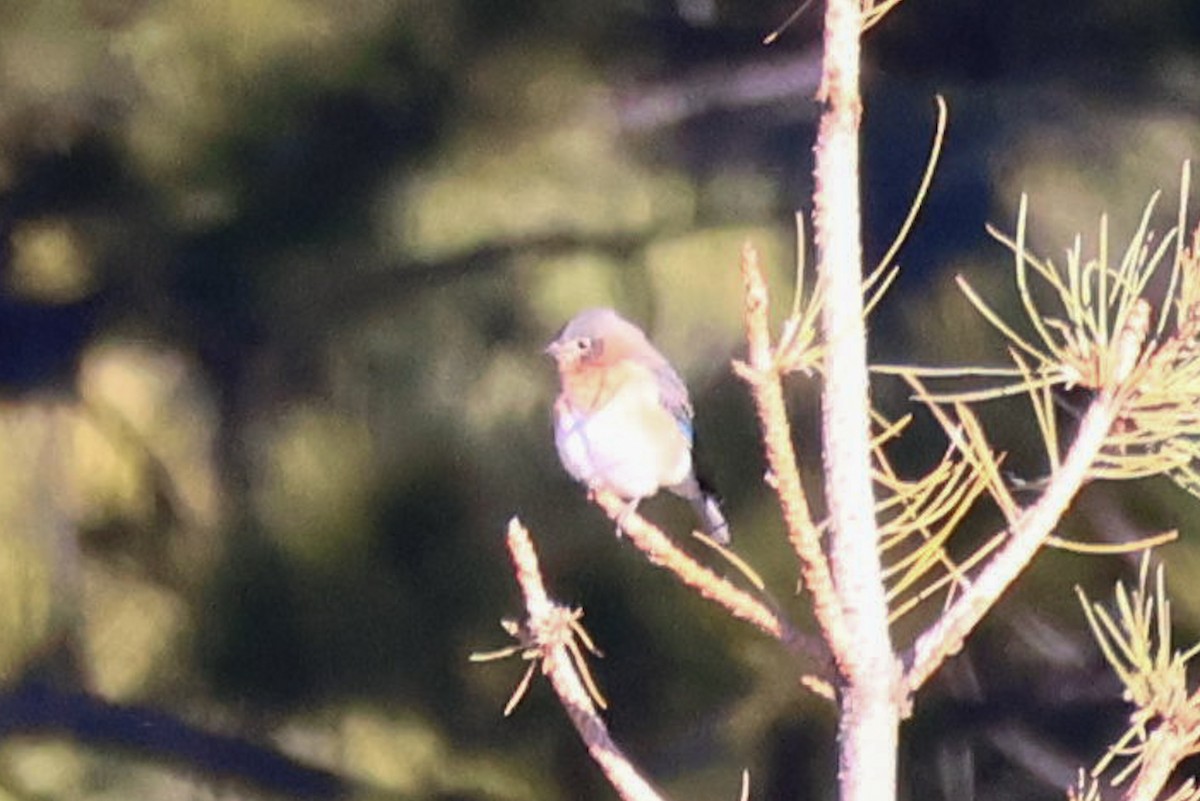 Eastern Bluebird - ML644887196