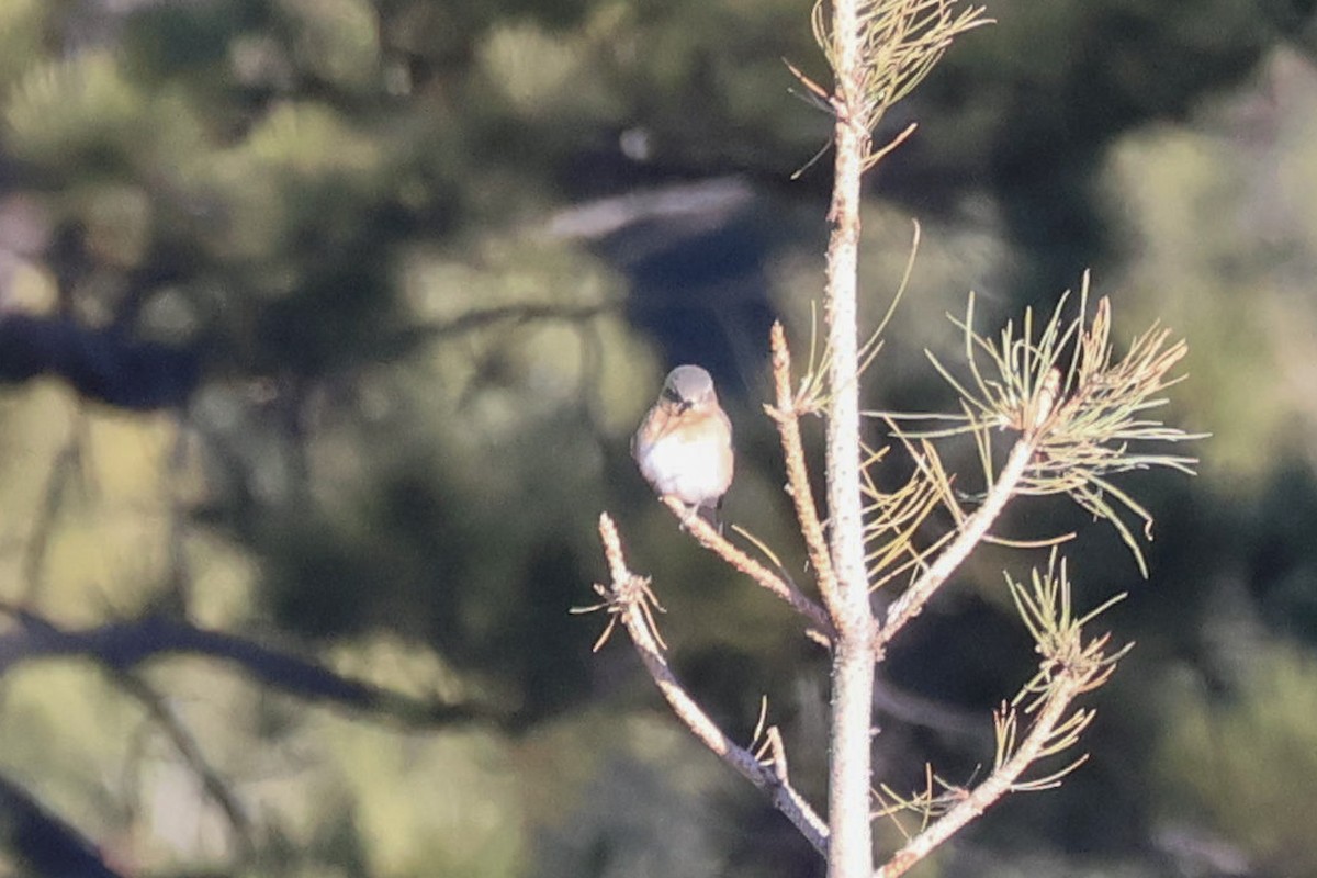 Eastern Bluebird - ML644887197