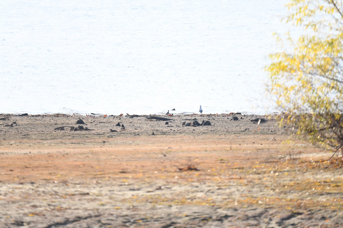 jespák skvrnitý - ML644887214