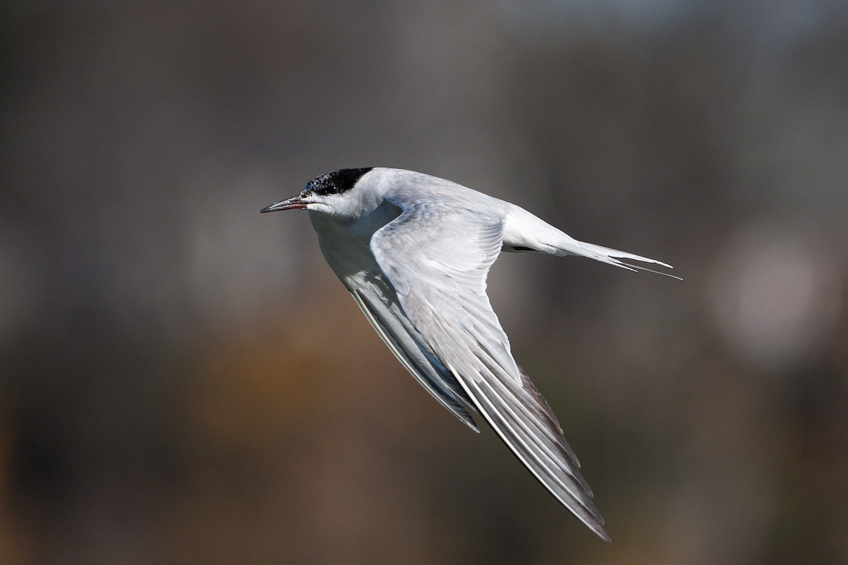 rybák obecný - ML644887219