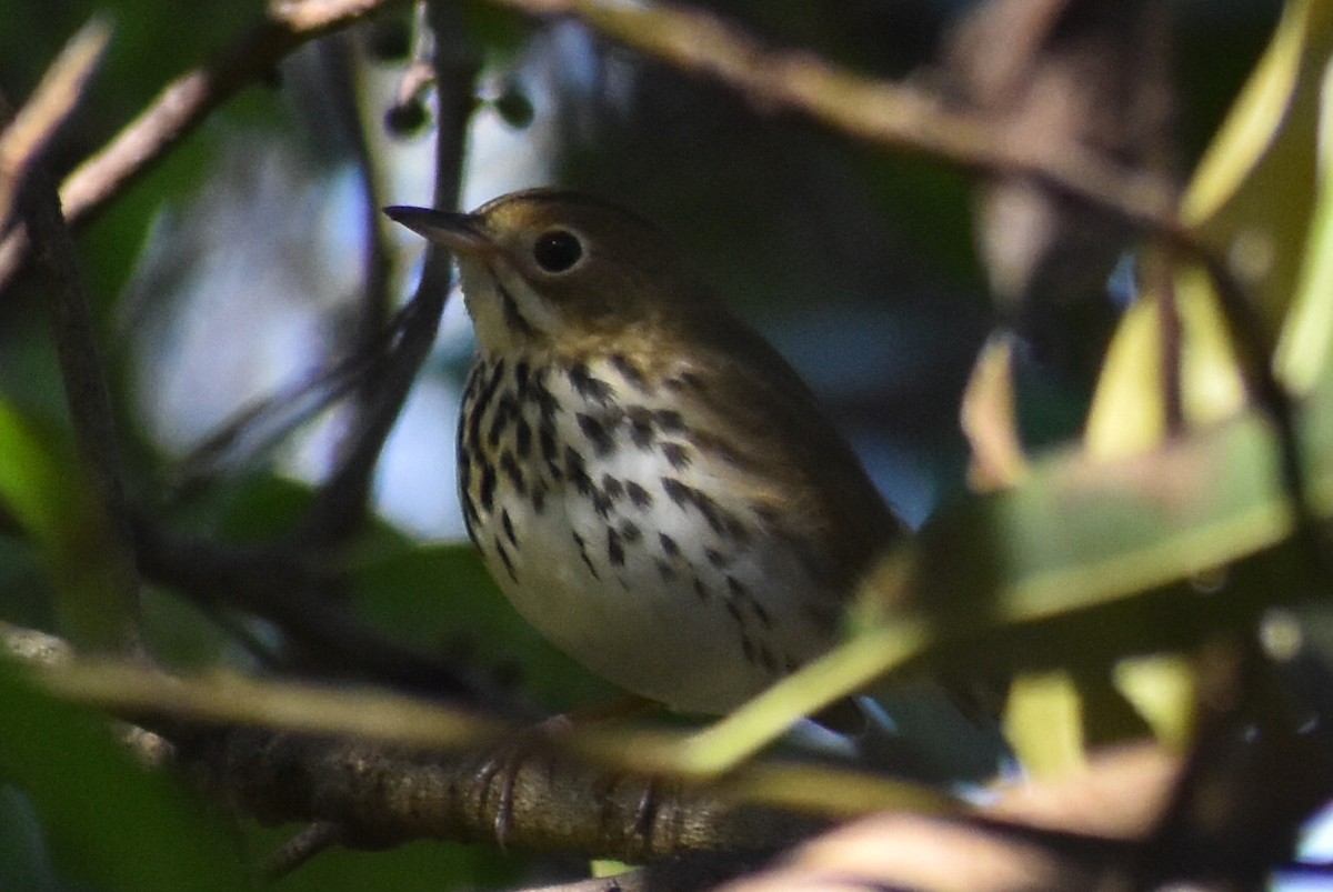 Ovenbird - ML644887224