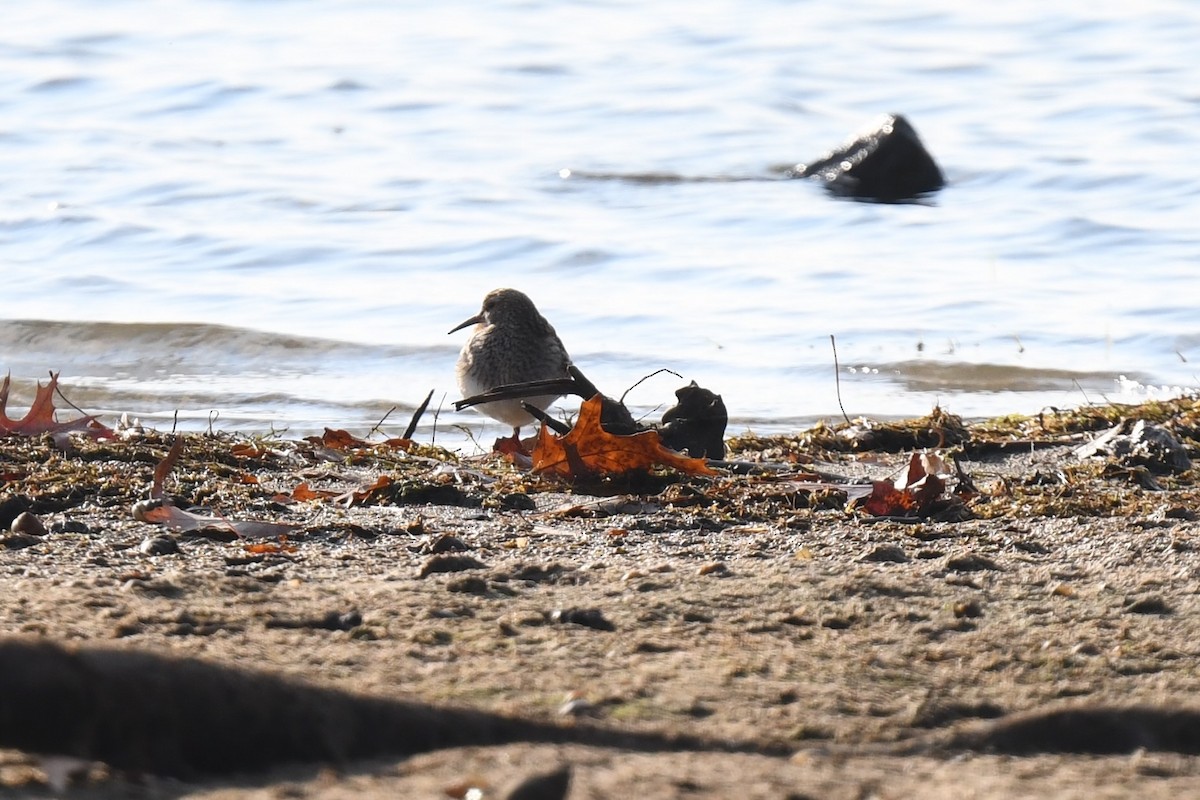 jespák skvrnitý - ML644887253