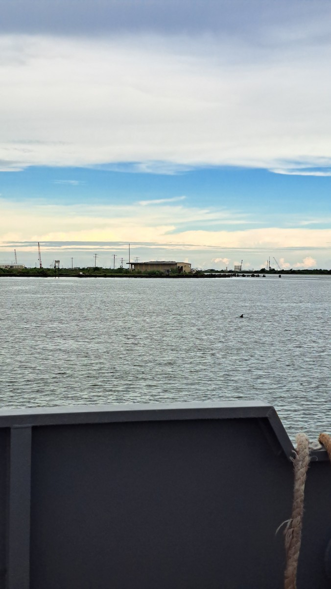 Common Bottlenose Dolphin - ML644887254