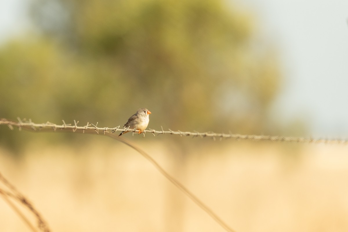 Zebra Finch - ML644887256