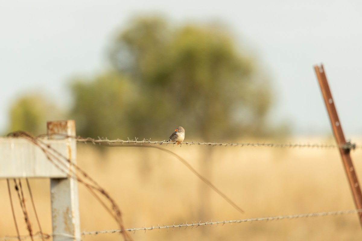 Zebra Finch - ML644887258