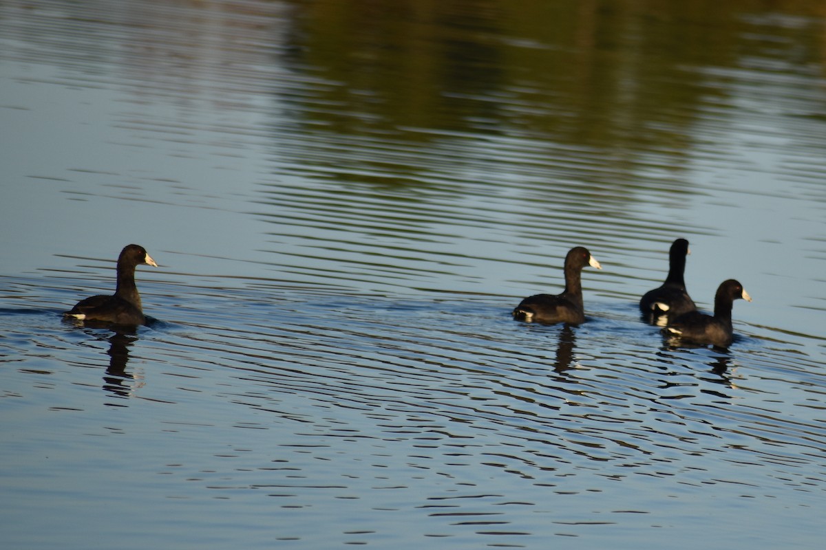 American Coot - ML644887259
