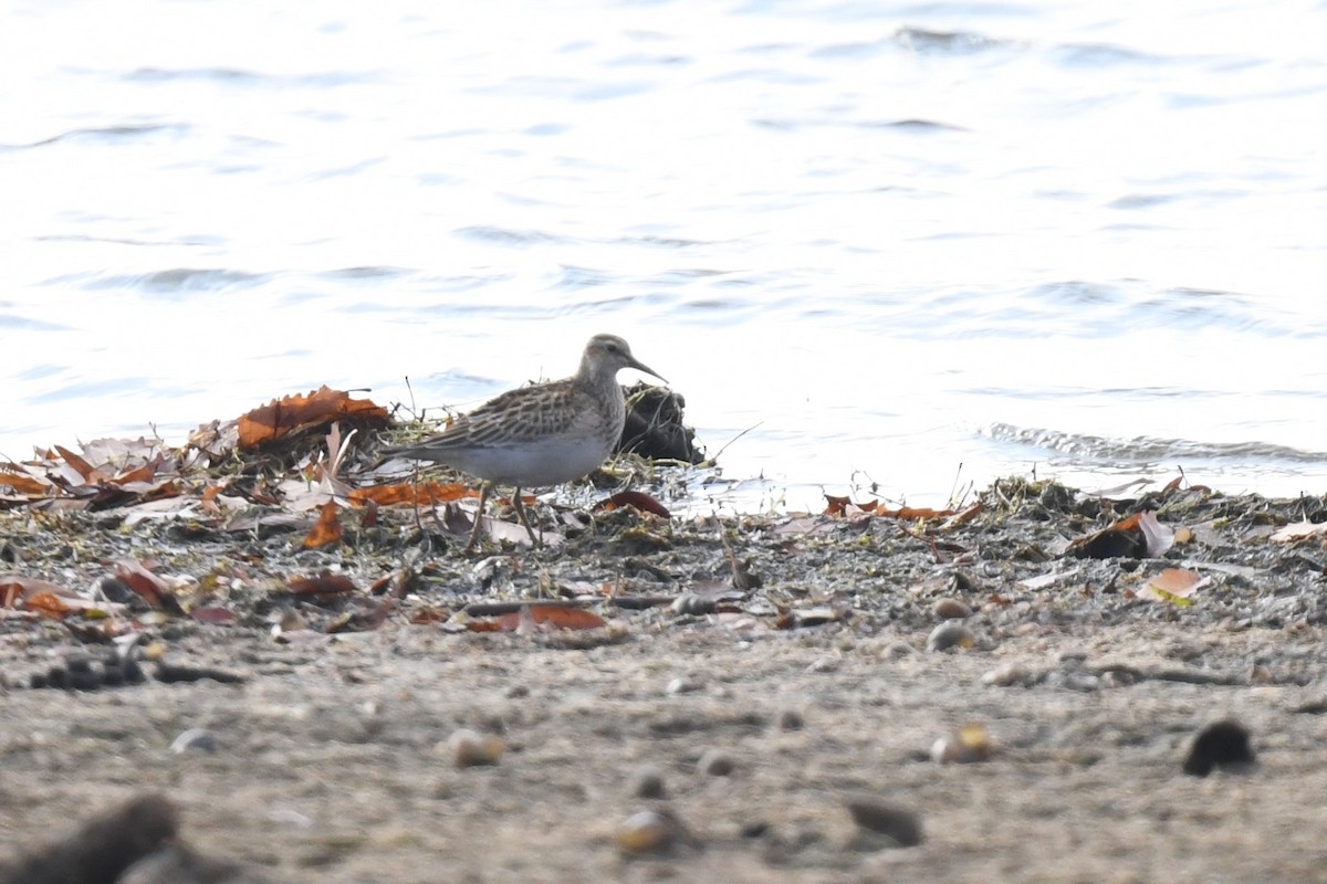 jespák skvrnitý - ML644887267