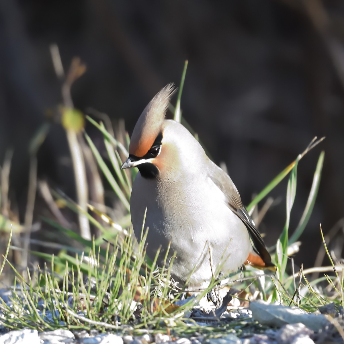 Bohemian Waxwing - ML644887272