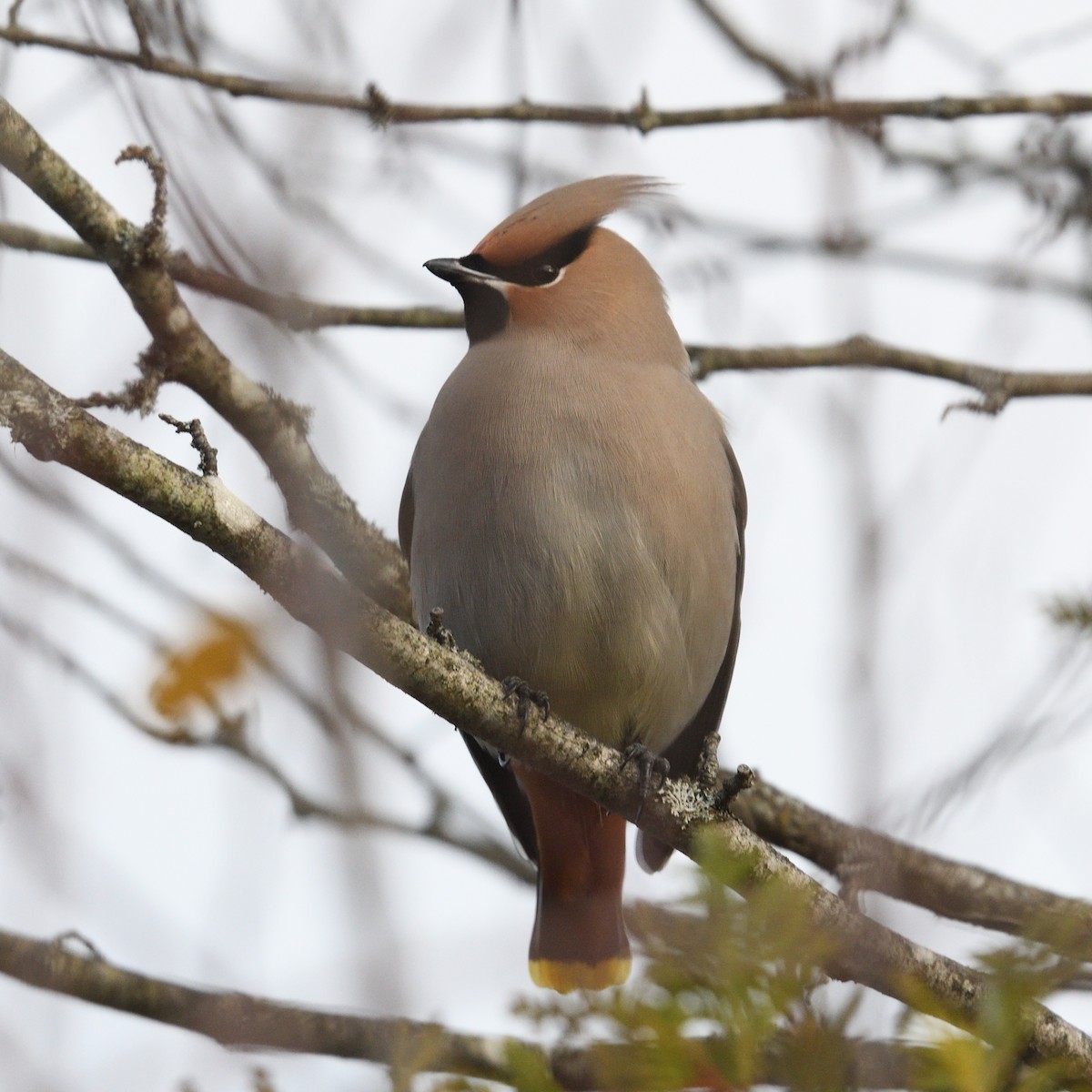 Bohemian Waxwing - ML644887276