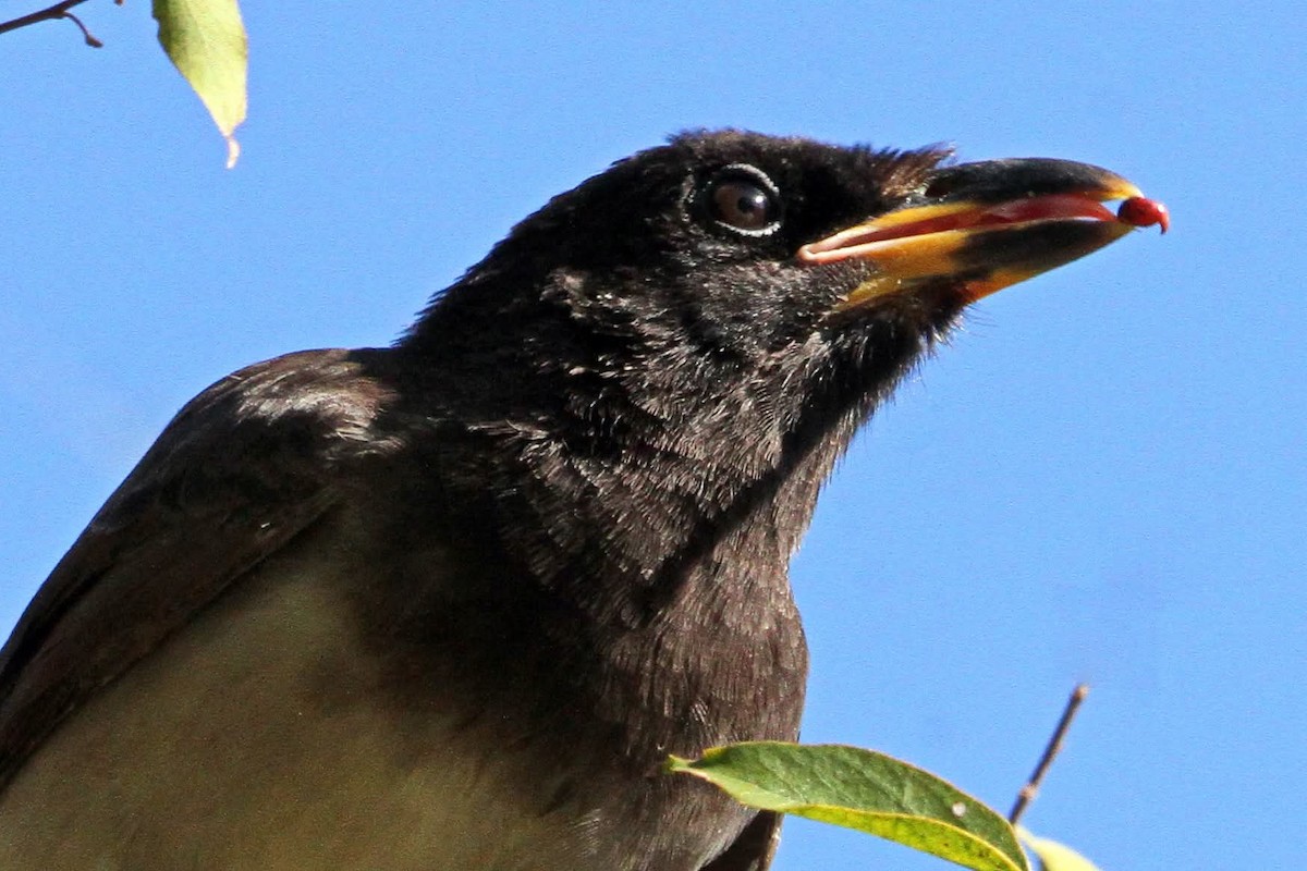 Brown Jay - ML644887293