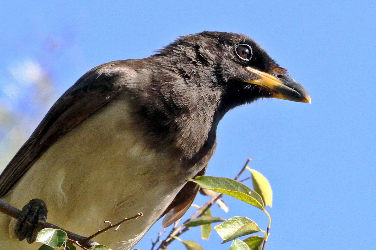 Brown Jay - ML644887295
