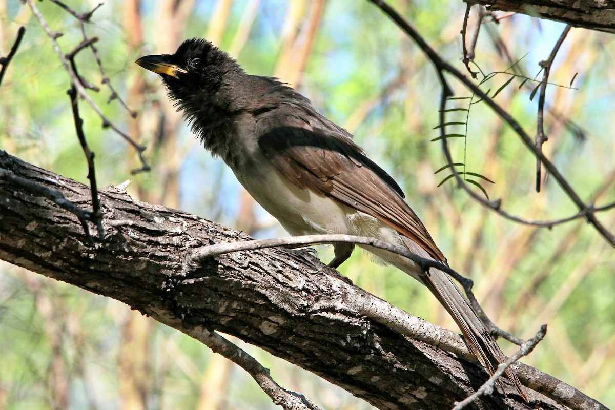 Brown Jay - ML644887296