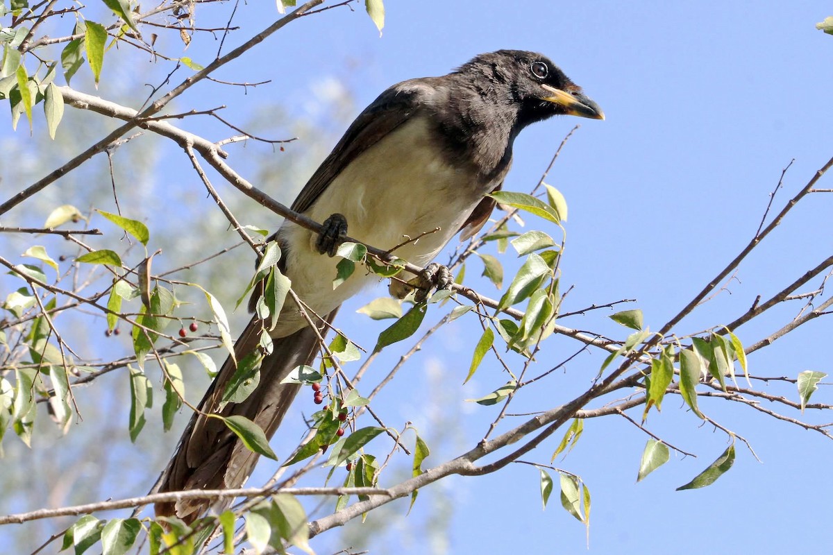 Brown Jay - ML644887297