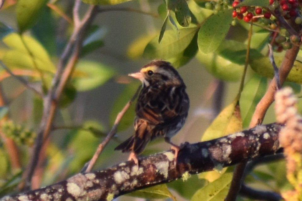Savannah Sparrow - ML644887299