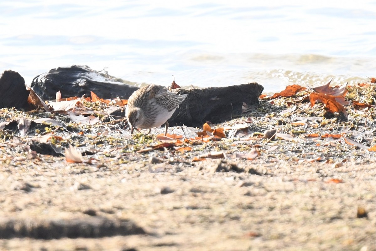 jespák skvrnitý - ML644887300