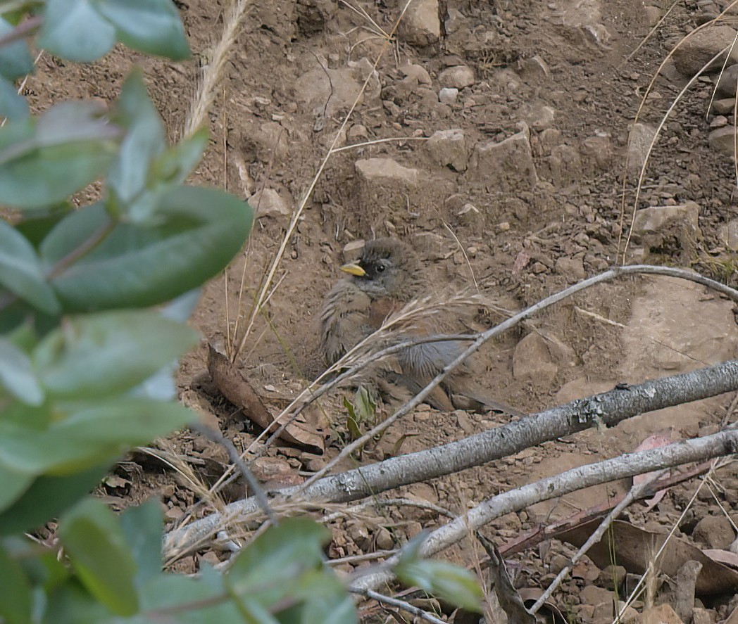 Buff-bridled Inca-Finch - ML644887302