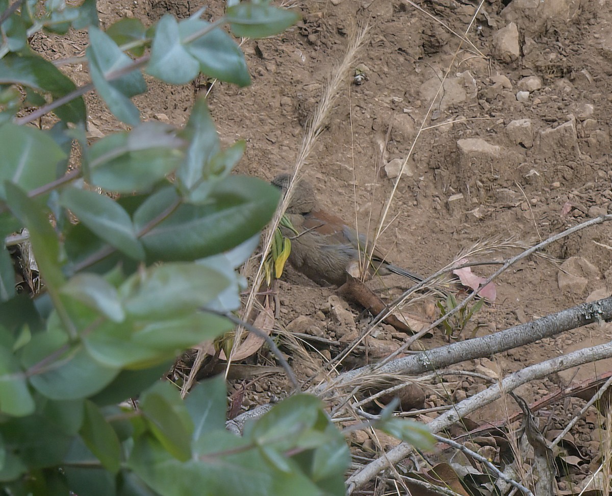 Buff-bridled Inca-Finch - ML644887303