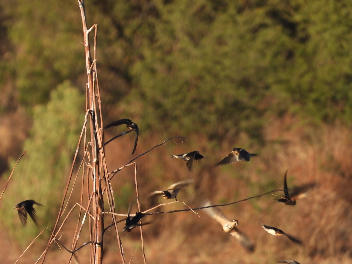 Ластівка сільська - ML644887321
