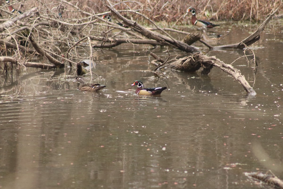 Ahate karolinarra - ML644887336