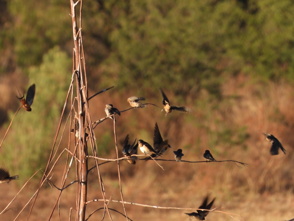 Ластівка сільська - ML644887342