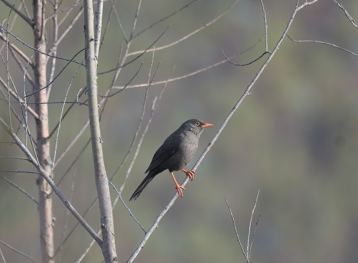 Great Thrush - ML644887359