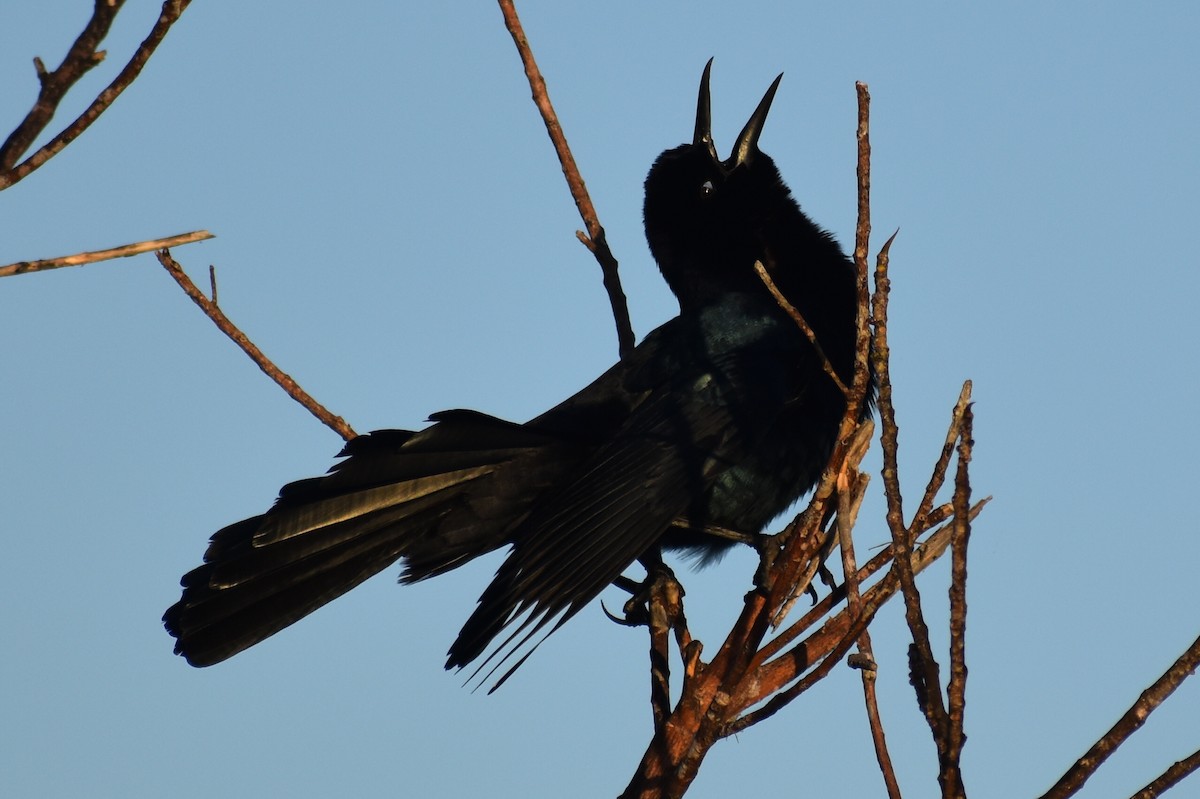 Boat-tailed Grackle - ML644887381