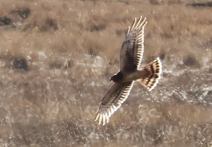 Northern Harrier - ML644887385