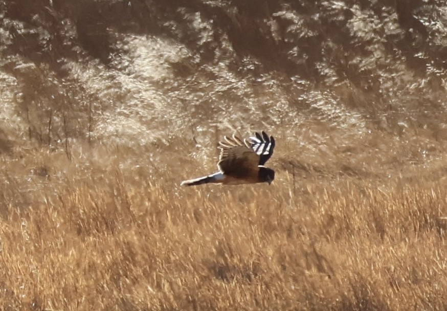 Northern Harrier - ML644887386