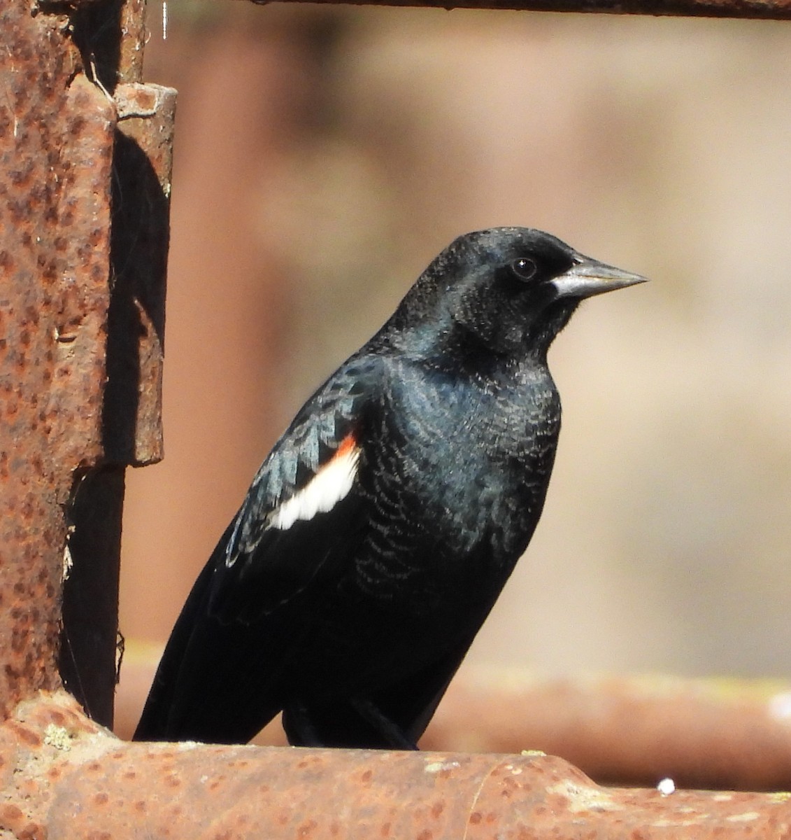 Tricolored Blackbird - ML644887389