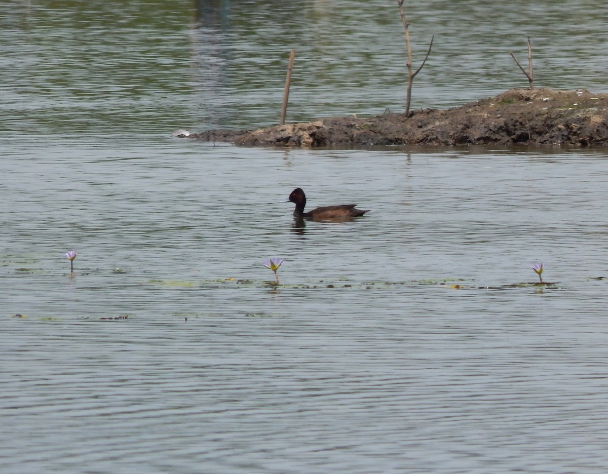 Southern Pochard - ML644887390