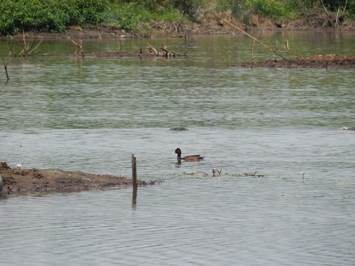 Southern Pochard - ML644887391