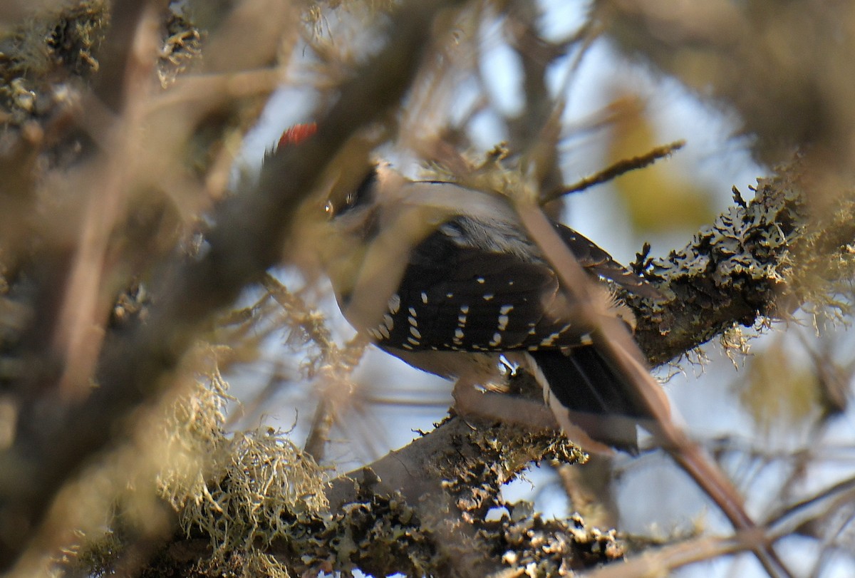 Dunenspecht - ML644887403