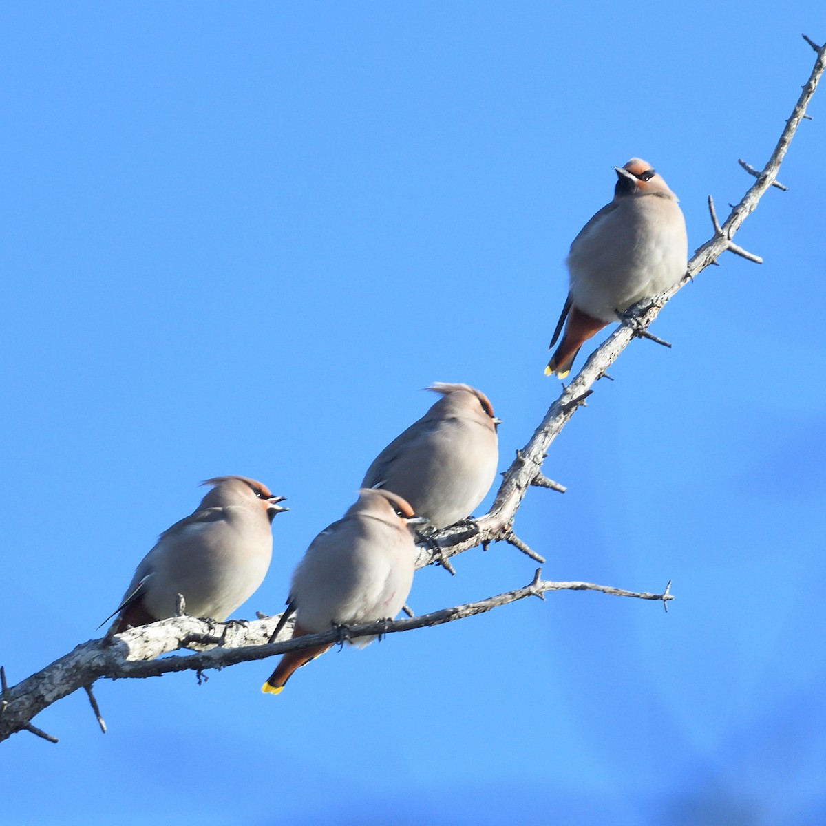Bohemian Waxwing - ML644887418