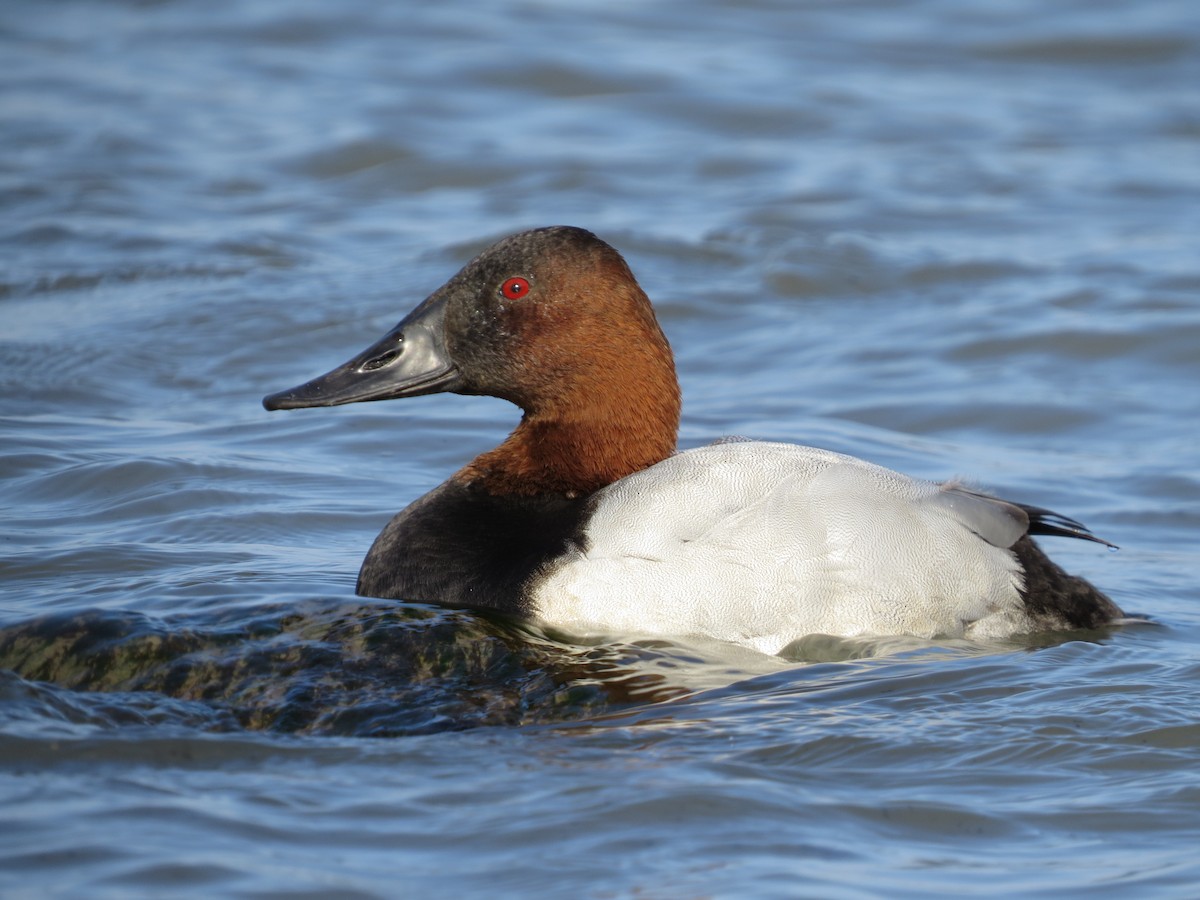 Canvasback - ML644887424