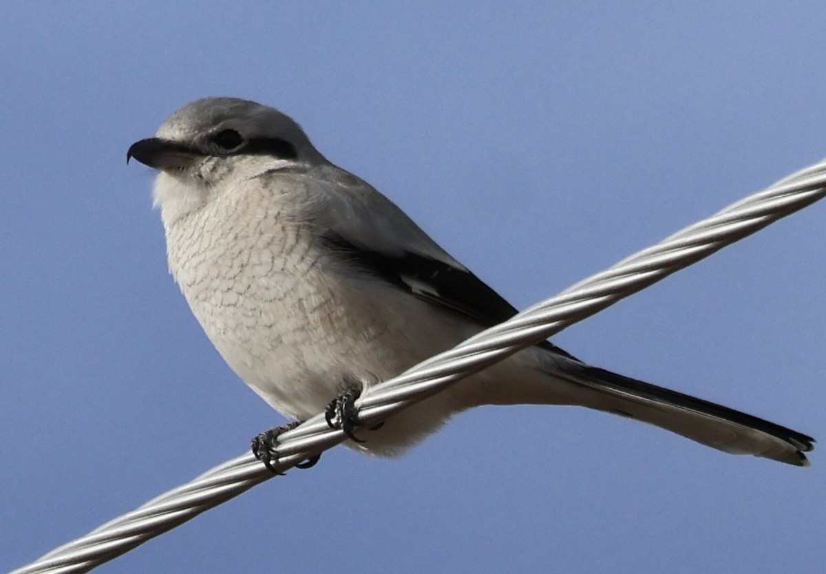 ťuhýk severní - ML644887425