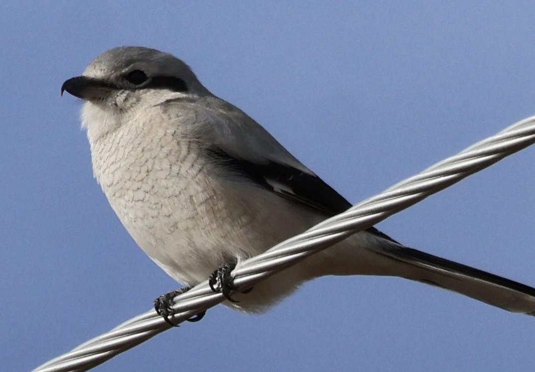 ťuhýk severní - ML644887426