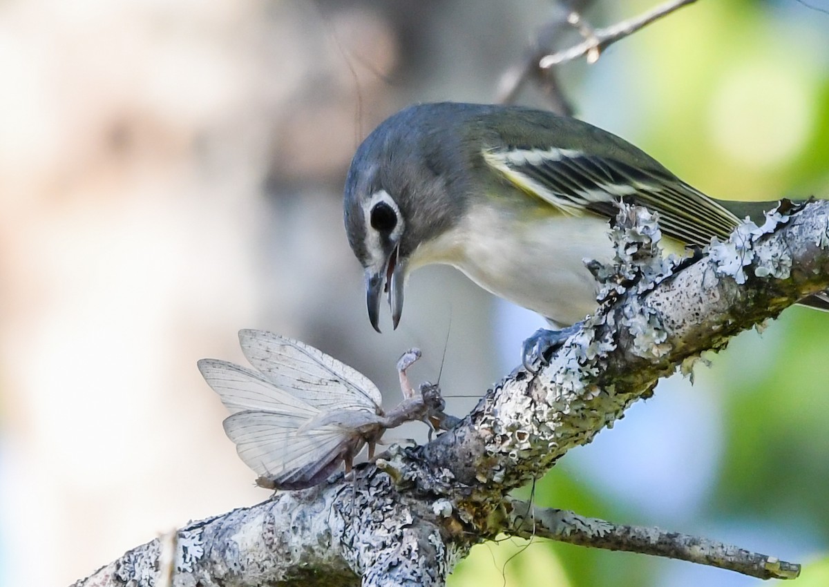 フタスジモズモドキ - ML644887442