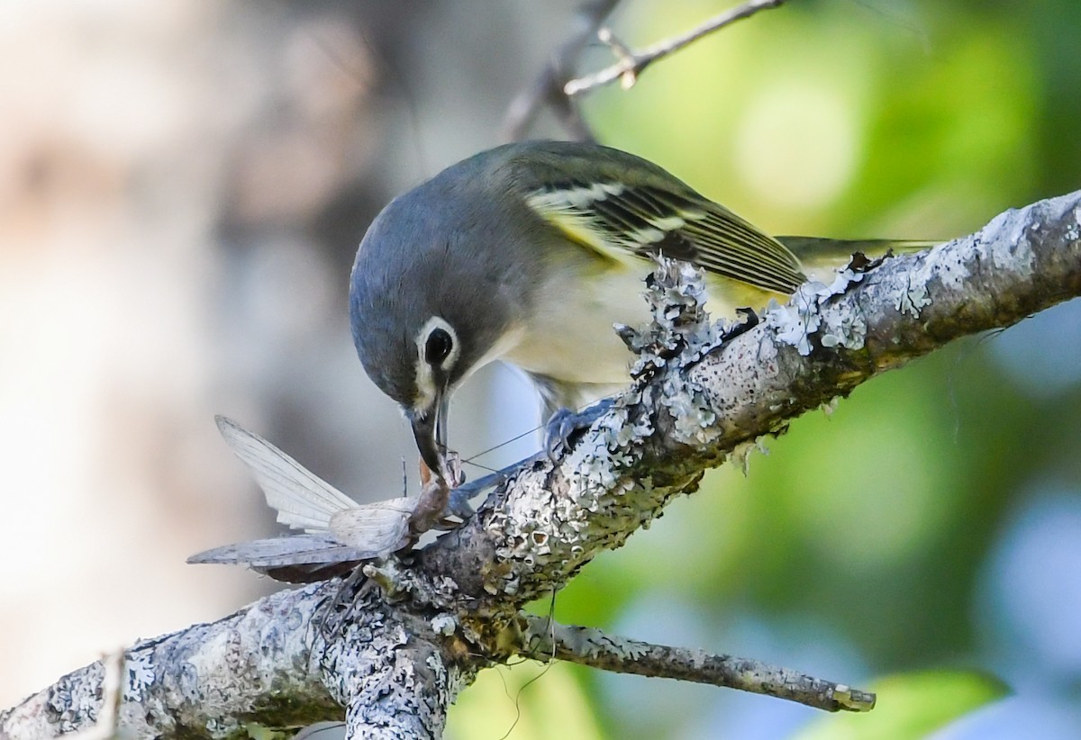 フタスジモズモドキ - ML644887443