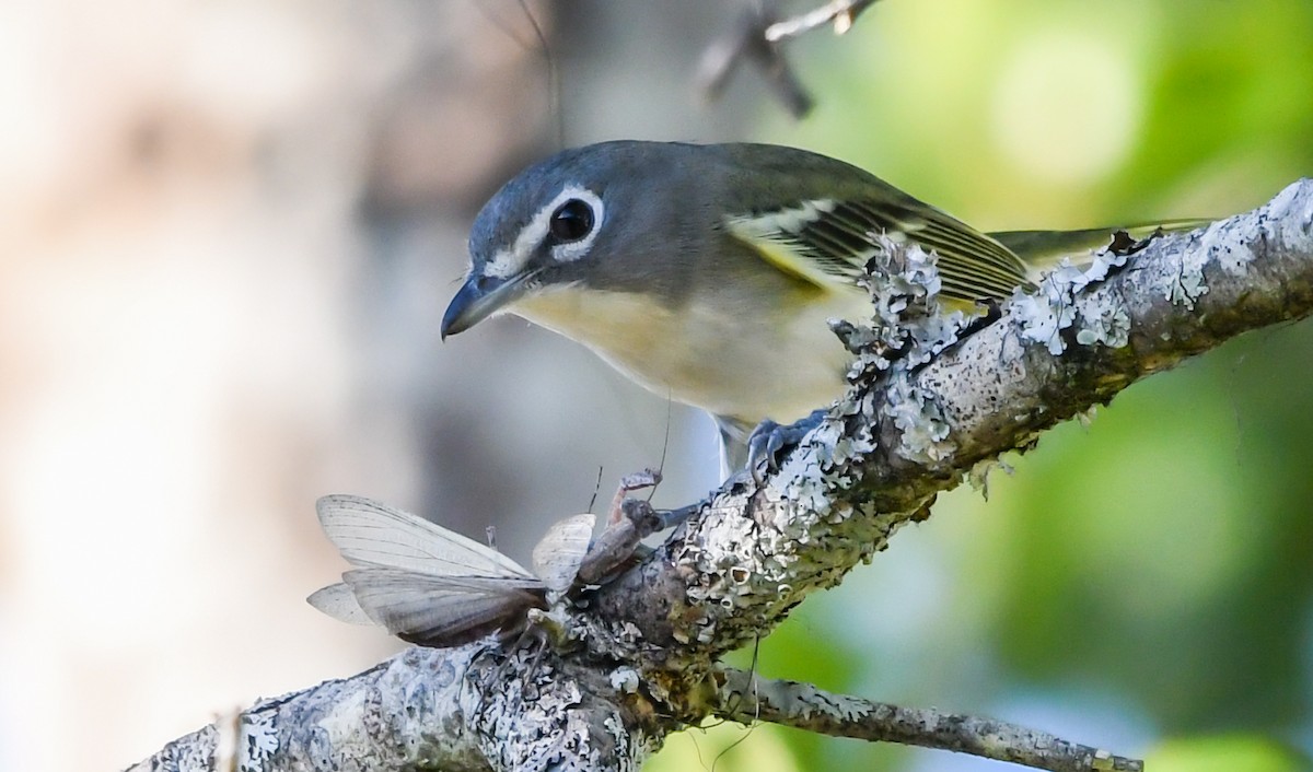 フタスジモズモドキ - ML644887444